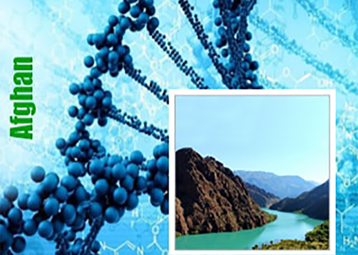 Afghani genetiğine sahip kenevir çeşitleri