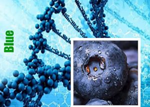 Blue genetiğine sahip kenevir çeşitleri