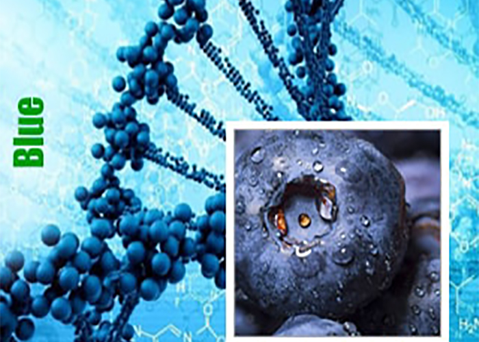 Blue genetiğine sahip kenevir çeşitleri