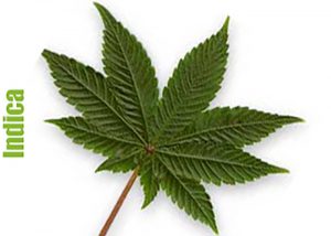 Indica kenevir tohumları