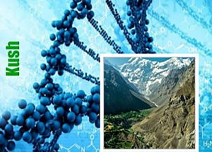 Kush genetiğine sahip kenevir çeşitleri