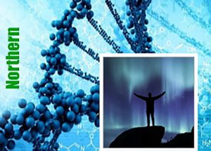 Northern Lights genetiğine sahip kenevir çeşitleri